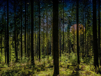 Pine trees in forest