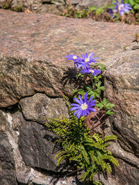 Close-up of purple flowers