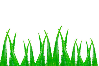 Close-up of plant against white background