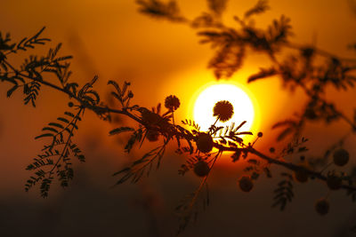 Low angle view of silhouette plants against orange sky