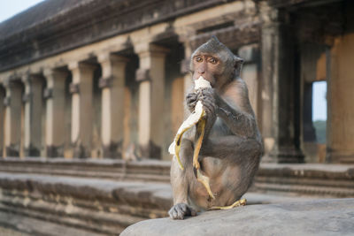 Monkey in a temple 