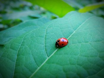 Close-up of ladybug on leaf