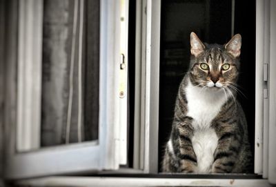 Portrait of cat sitting on window sill