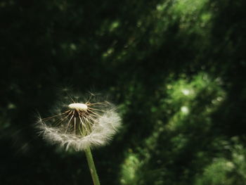 Close-up of dandelion against blurred background