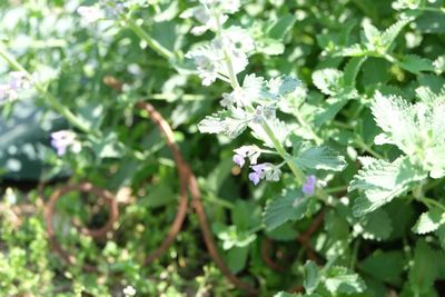 Close-up of purple flowering plant