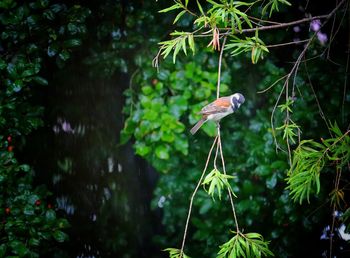 Bird on a tree