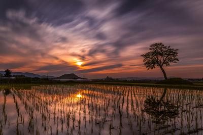 Scenic view of field against sky during sunset