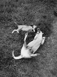 High angle view of dogs on grass