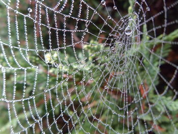 Close-up of spider on web