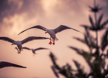 Low angle view of seagull flying