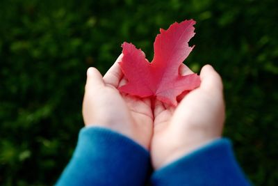 Cropped hands holding maple leaf