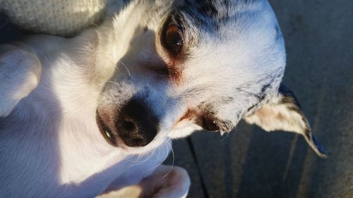 Close-up portrait of dog