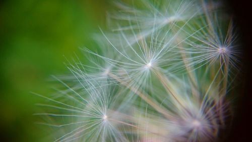 Close-up of dandelion