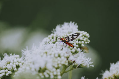 Close-up of insect on flower