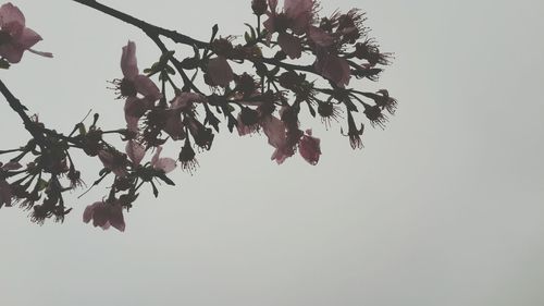 Low angle view of tree against clear sky