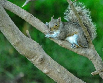 Close-up of squirrel sitting on tree