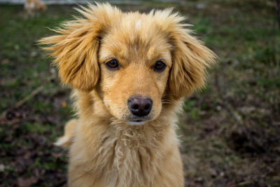 Close-up portrait of golden retriever