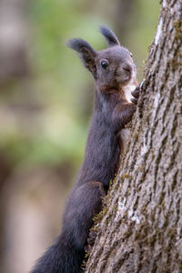 Close-up of a squirrel on tree trunk