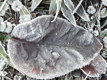 High angle view of frozen plant on field