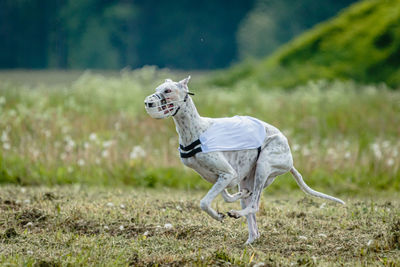 Whippet dog in white shirt running and chasing lure in the field on coursing competition