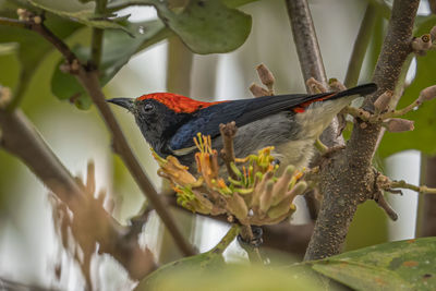 Close-up of bird perching on plant