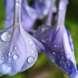 Close-up of water drops on flower