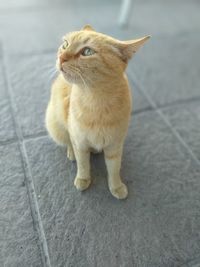 Cat looking away while sitting on footpath