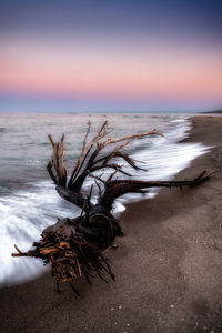 Driftwood on beach against sky during sunset