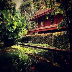 Plants growing on tree trunk