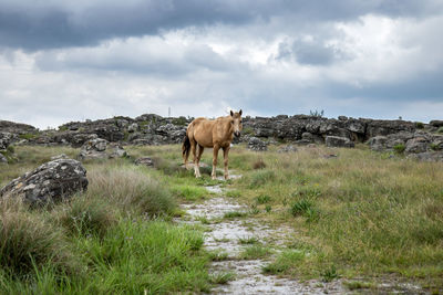 Horses in a field