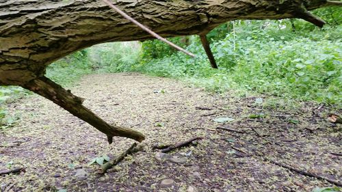 View of a lizard on a tree