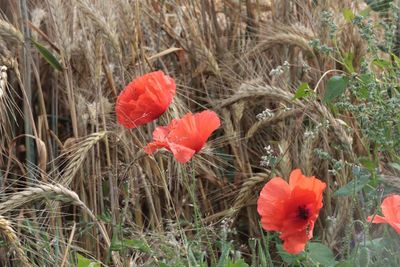 Close-up of red poppy flowers