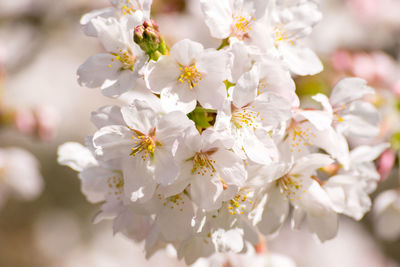 Close-up of white flowers blooming on tree