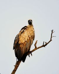 Low angle view of bird perching on branch against sky