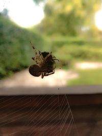 Close-up of spider on web