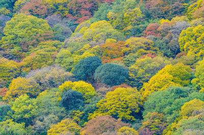 High angle view of trees in forest during autumn