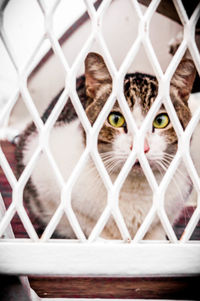 Close-up of cat in cage