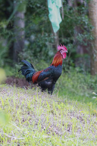 A rooster standing in a community garden, looking for food, aceh-indonesia