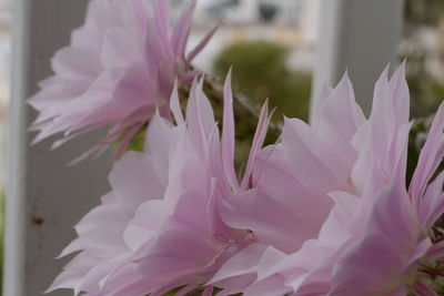 Close-up of pink flowers