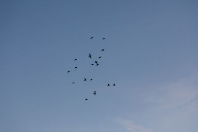 Low angle view of birds flying against sky