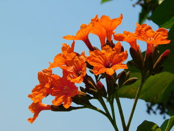 Close-up of orange day lily blooming against clear sky