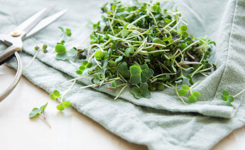 Fresh organic radish micro green on textile background