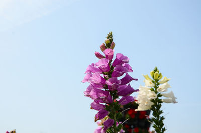 Low angle view of pink flowers blooming on tree against sky