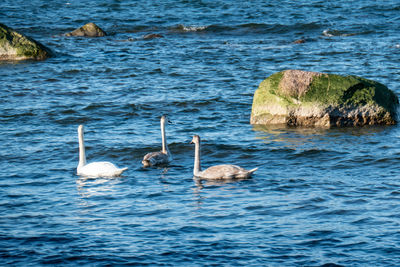 Ducks swimming in sea