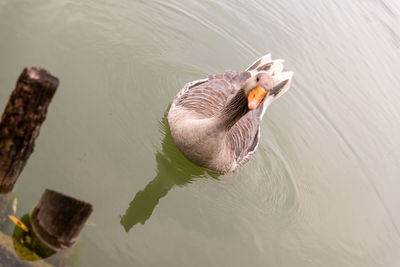 High angle view of duck swimming in lake