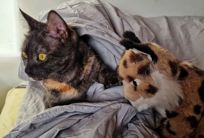 Cat resting on bed at home