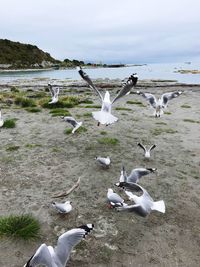 Seagulls on beach