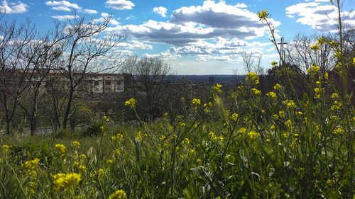 Yellow flowers growing on field