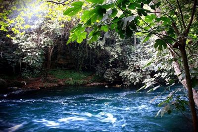 Scenic view of trees in forest