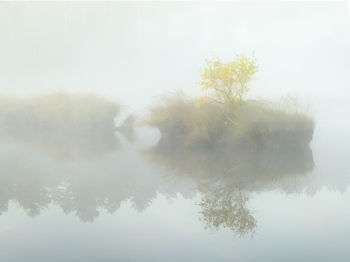 Trees by lake against sky